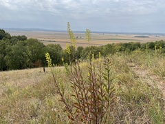 Solidago rigidiuscula