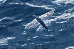 Bennett's Flyingfish photo 5