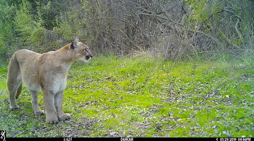 iNaturalist observation photo of Mountain Lion