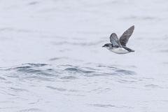 Common Diving Petrel photo 5
