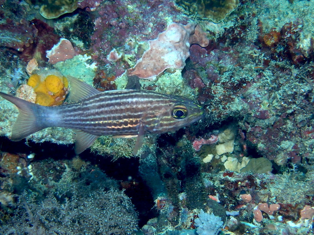 Largetoothed cardinalfish