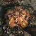 Pseudoboletia maculata