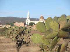 Opuntia chavena