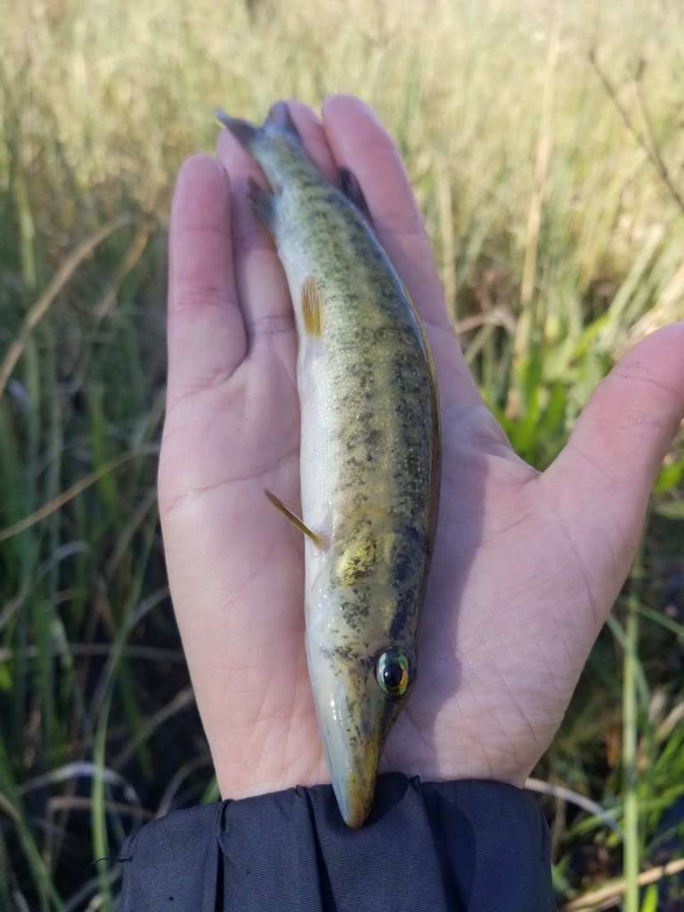 American Pickerel In March 2019 By Rebecca W · INaturalist