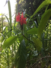 Pachystachys spicata