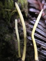 Clavaria flavipes