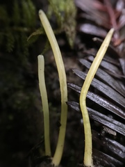 Clavaria flavipes