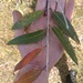 Angophora inopina - Photo (c) gingernightmare,  זכויות יוצרים חלקיות (CC BY-NC)