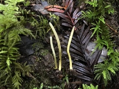 Clavaria flavipes