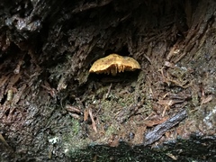 Gymnopilus punctifolius