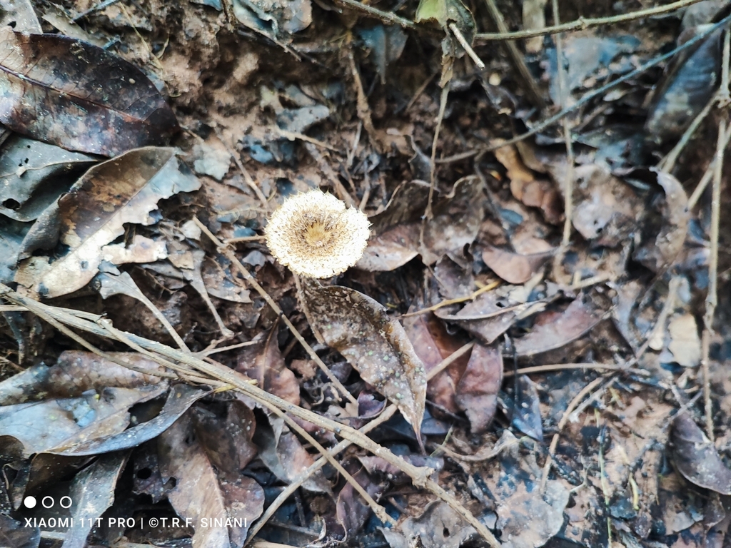 Lentinus crinitus · October 2023 · photo: © trfsinani (iNaturalist, cc-by)