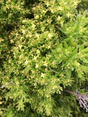 Galium catalinense acrispum