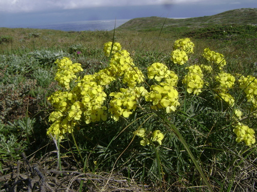 Image of Erysimum insulare by (c) Adam J. Searcy, some rights reserved (CC BY)