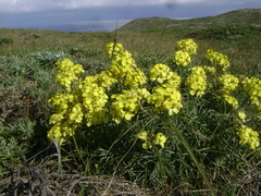 Erysimum insulare