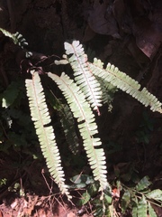 Tracheophyta