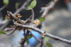 Bursera schlechtendalii