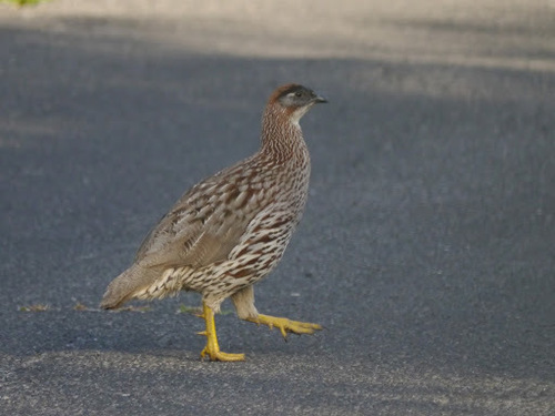 Erckel's Spurfowl