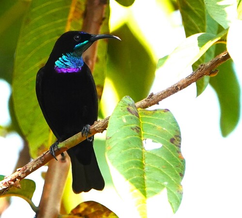 iNaturalist image