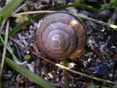 Helminthoglypta ayresiana