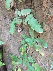 Tracheophyta
