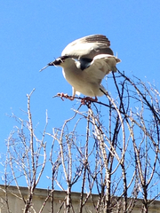 Nycticorax nycticorax