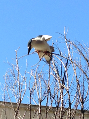 Nycticorax nycticorax