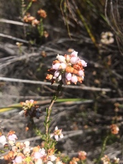 Erica verecunda