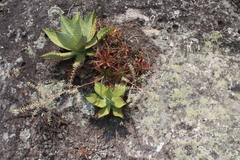 Hechtia malvernii