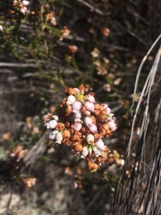 Erica verecunda