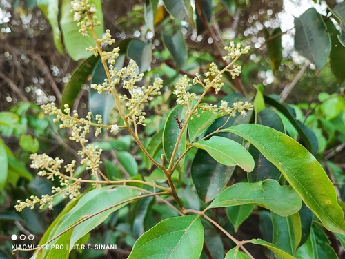 Image of Tapirira guianensis by (c) Thomaz Ricardo Favreto Sinani, some rights reserved (CC BY)