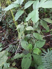 Brunneocorticium corynecarpon