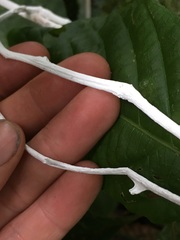 Brunneocorticium corynecarpon