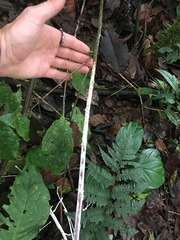 Brunneocorticium corynecarpon