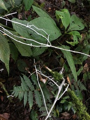 Brunneocorticium corynecarpon