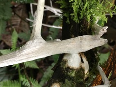 Brunneocorticium corynecarpon