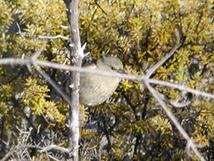 Chlorodrepanis virens