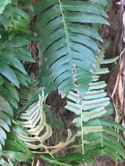 Tracheophyta