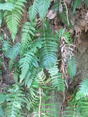 Tracheophyta