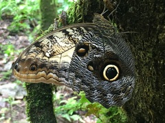 Caligo prometheus