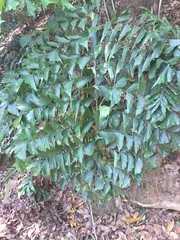Caryota urens