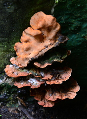 Rigidoporus microporus