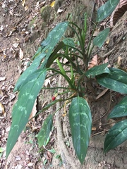 Tracheophyta