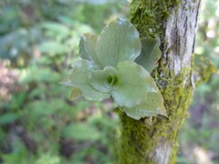 Eurystyles ananassocomos