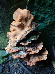 Rigidoporus microporus