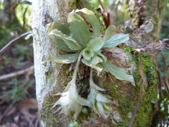 Eurystyles ananassocomos