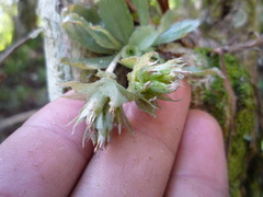 Eurystyles ananassocomos