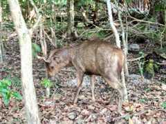 Rusa timorensis
