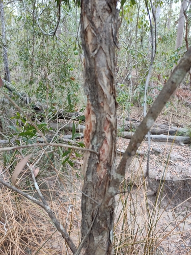 Image of Melaleuca salicina by (c) Tony van Kampen, some rights reserved (CC BY)