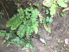 Tracheophyta