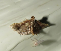 Scenedra decoratalis
